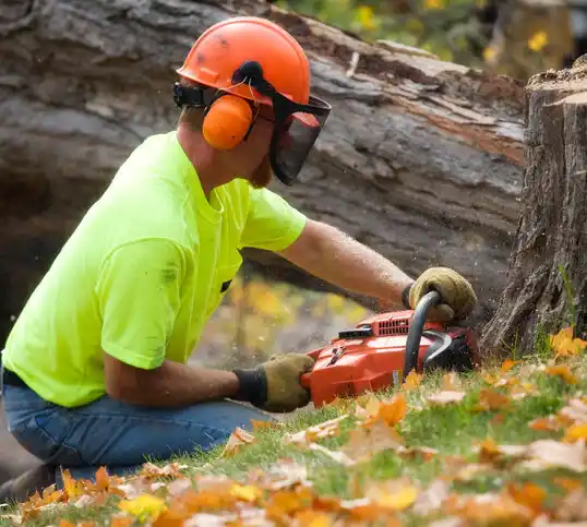 tree services Kent